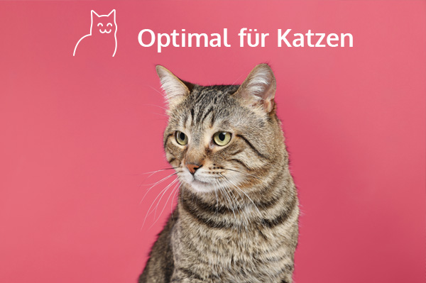 Katzennahrung